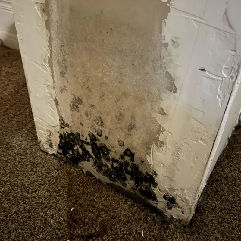 Professional Mold Removal in Wheatland, CA